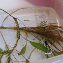 site 23 ribbon-leaf_pondweed fan-like submerged leaves
